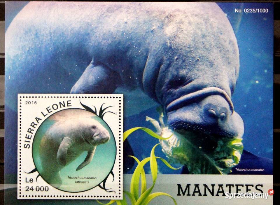 Sierra Leone manat Oborniki