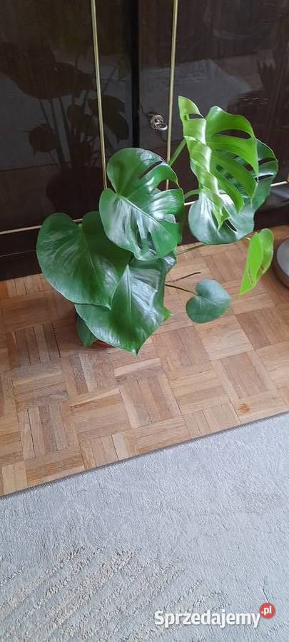Monstera roślina doniczkowa mazowieckie Warszawa