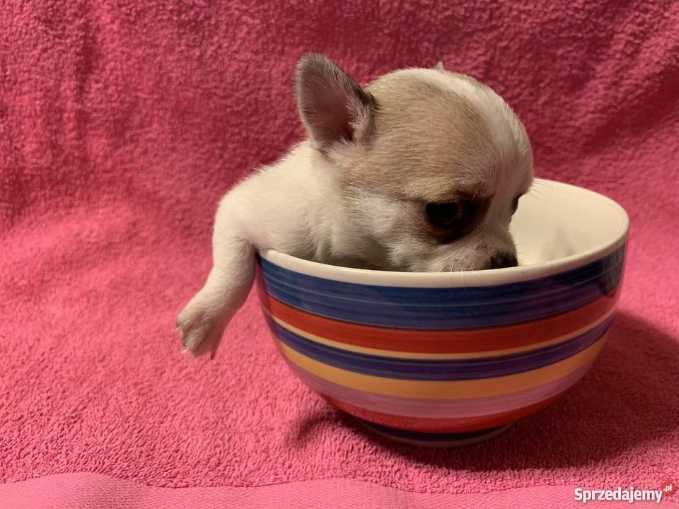 Super Mini CHIHUAHUA PIESEK z metryką waga