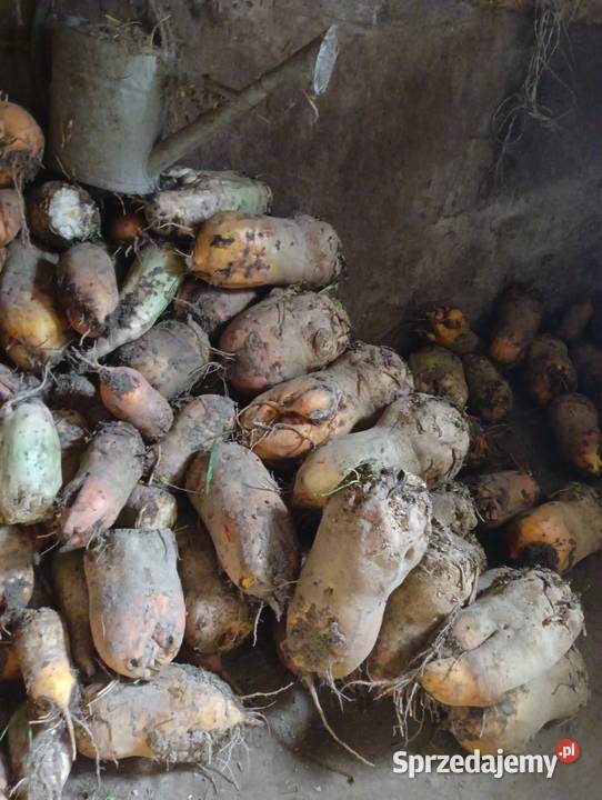 Ładne buraki pastewne Lipno sprzedam