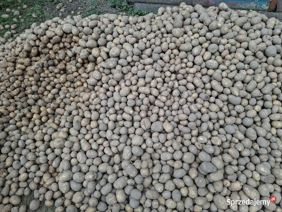 Sprzedam ziemniaki Lublin