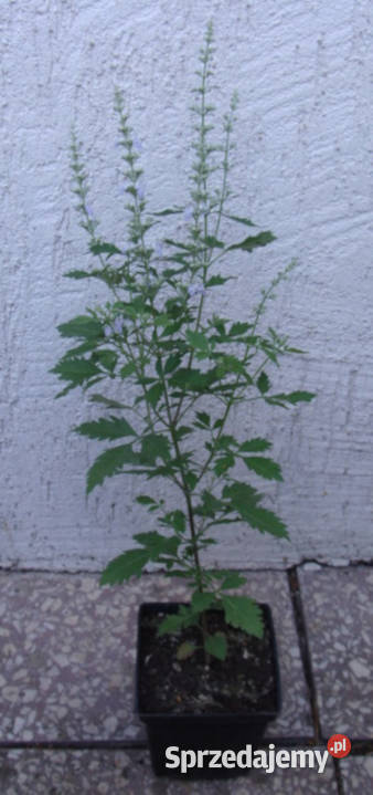 WITEKS Vitex negundo sadzonki w doniczkach