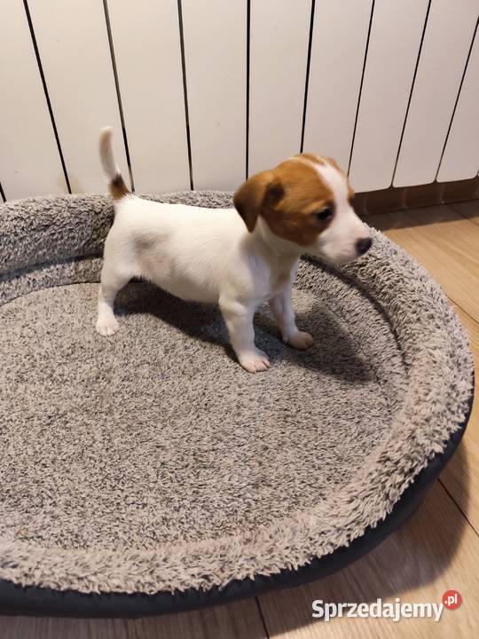 Jack Russell terrier Piątek
