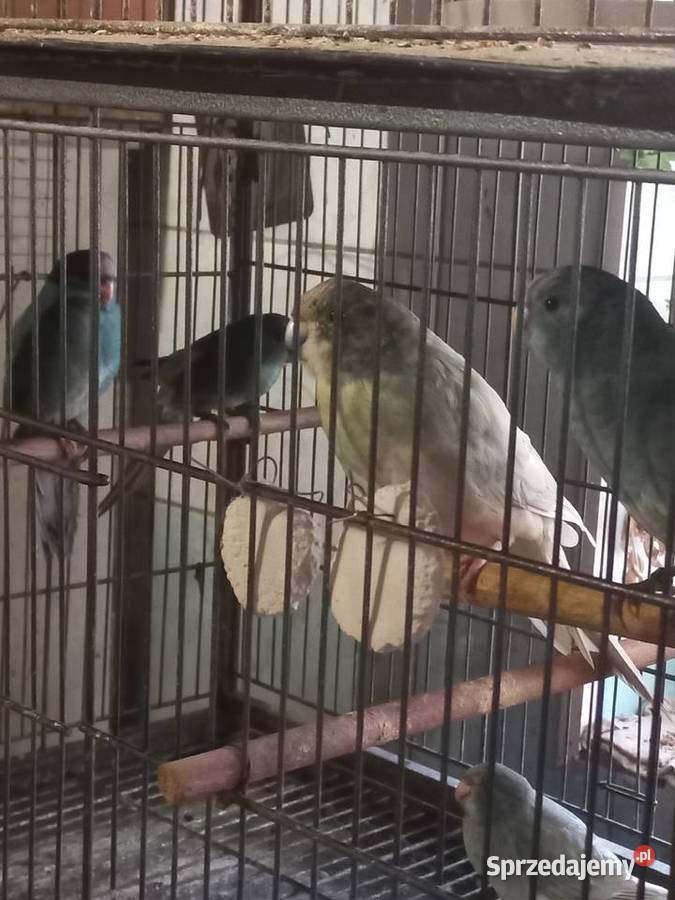 Papugi modrolotki Wadowice sprzedam