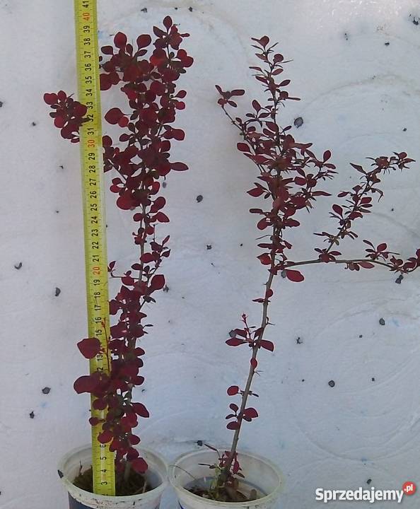 Berberis Thunbergii Rosy Rocket Kolumnowy Bydgoszcz