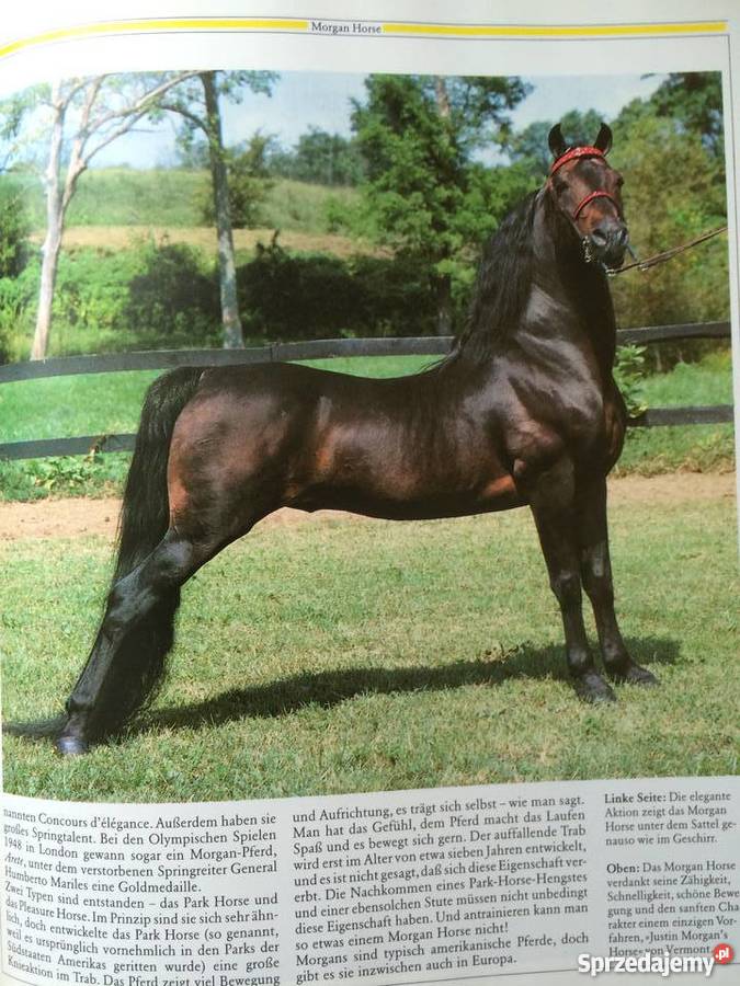 400 Konie zachodniopomorskie sprzedam