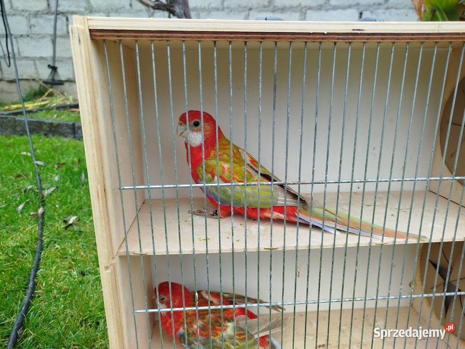 Rozelle białolice 2025 r Ptaki