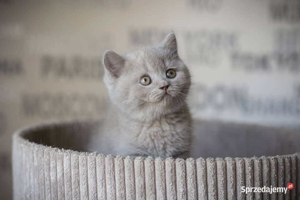 Brytyjski Kocur Krótkowłosy Liliowy Tęczowy Agat Kaźmierz