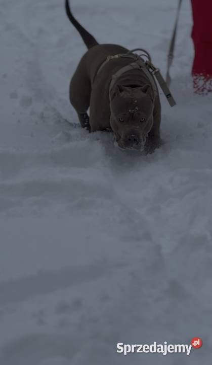 Reproduktor American Bully XL Gdańsk