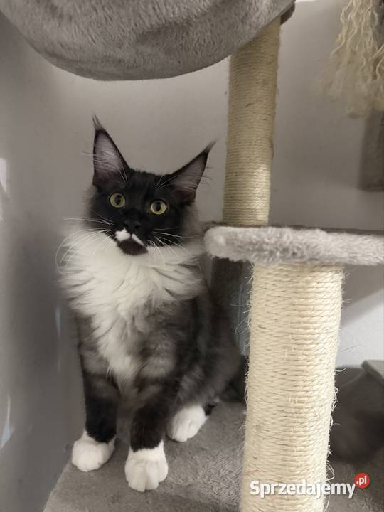 Maine coon kocięta Starogard Gdański