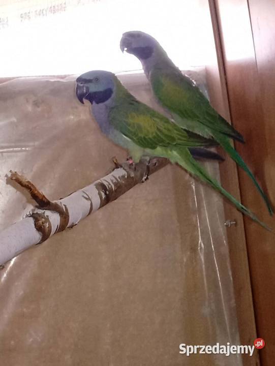 Aleksandretty chińskie Kłodzko