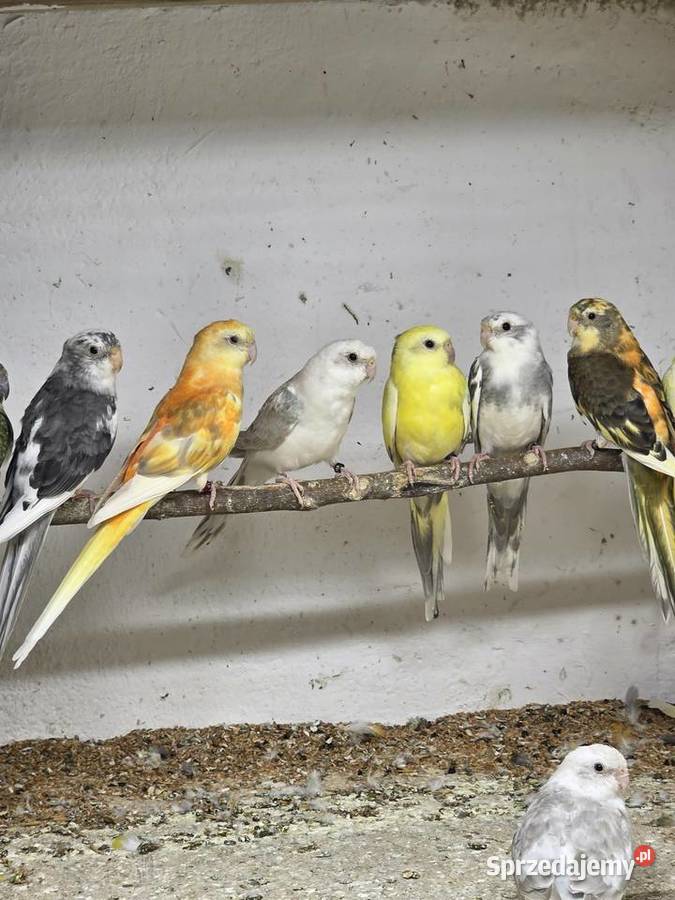 Świergotki i modrolotki Chojnice