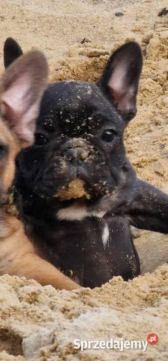 Buldogi francuskie Kamieńsk