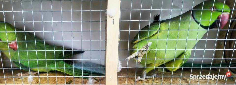 Papugi różne Jaworowa