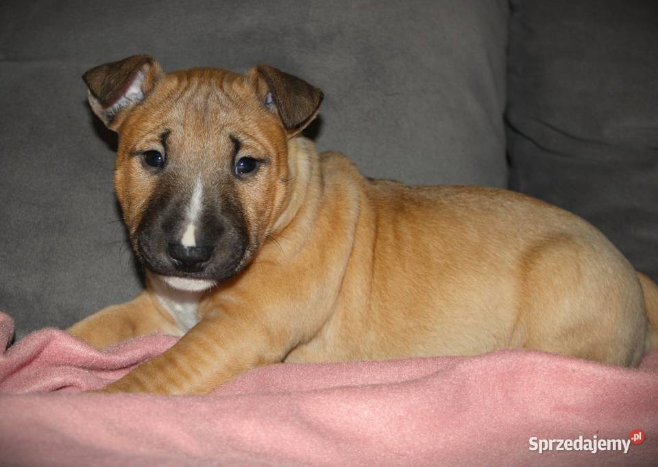 Bulterier miniaturowy Szczenięta ZKwP FCI Toruń