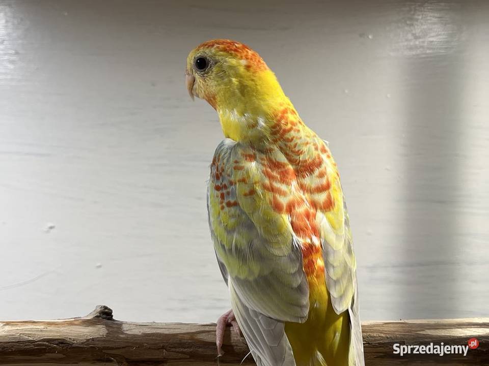Papugi świergoty Łopoń