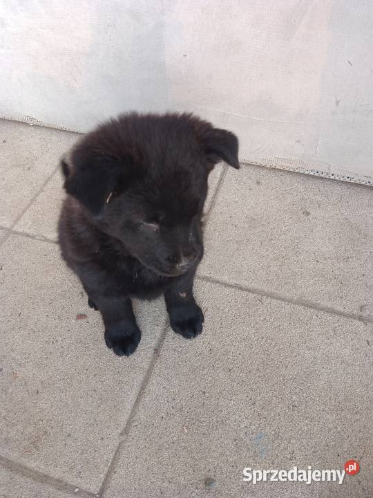 Szczeniaki pół chow chow Łańcut