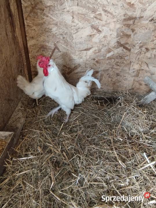 Sprzedam koguta małopolskie