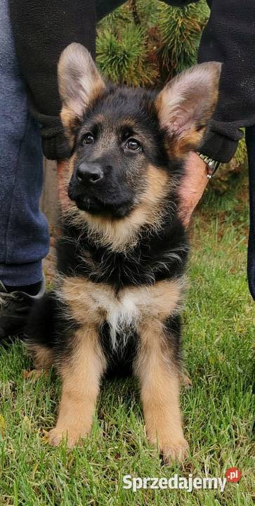 Owczarek Niemiecki FCI wybitne szczenieta Warszawa