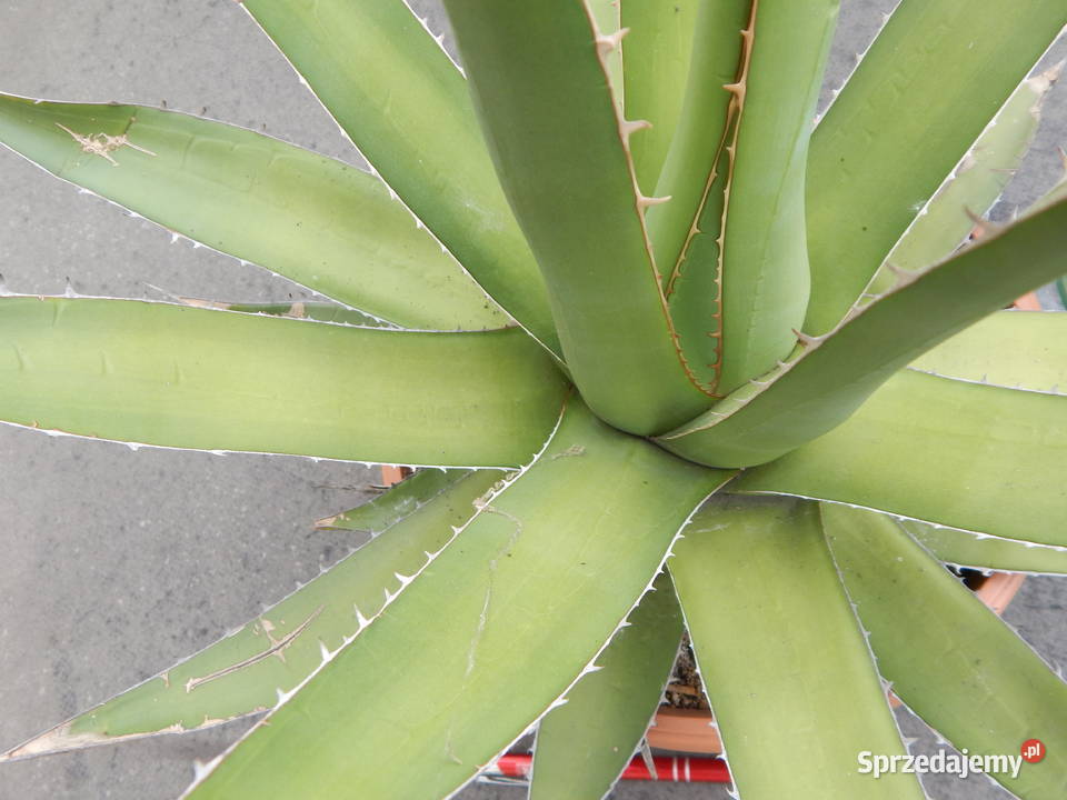 Odhodowana agawa z Gwatemali agave purpusorum Kraków