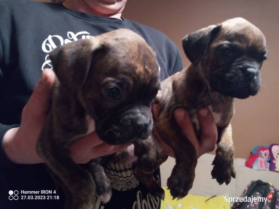 Szczeniaki bokser szukają nowego domu