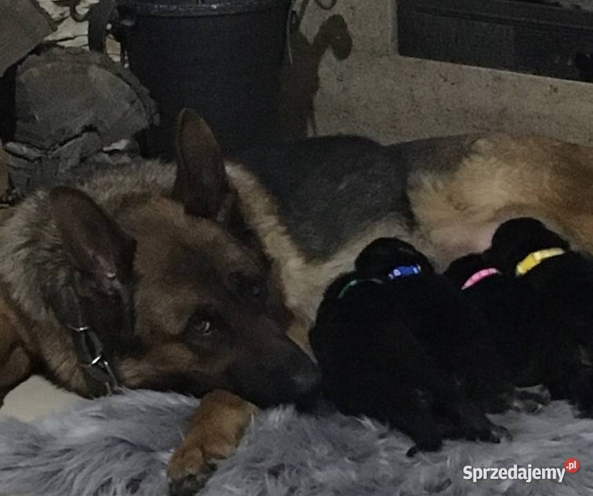 Owczarek niemiecki krótkowłosy szczeniaki dolnośląskie Bielany Wrocławskie sprzedam