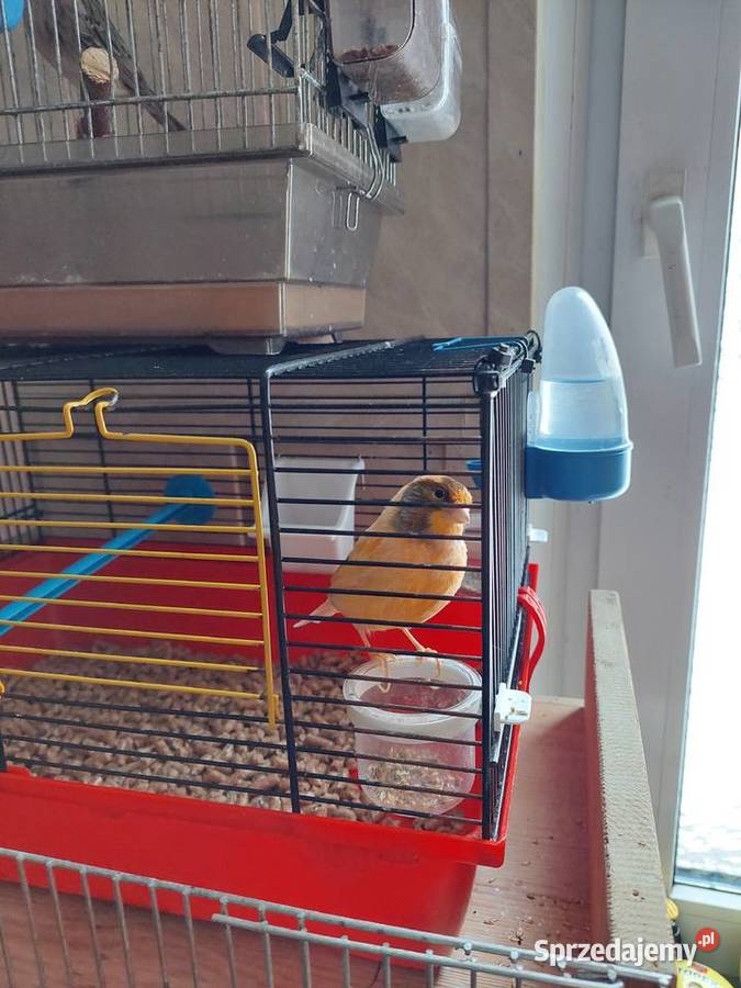 Kanarki samce samice pary Katowice