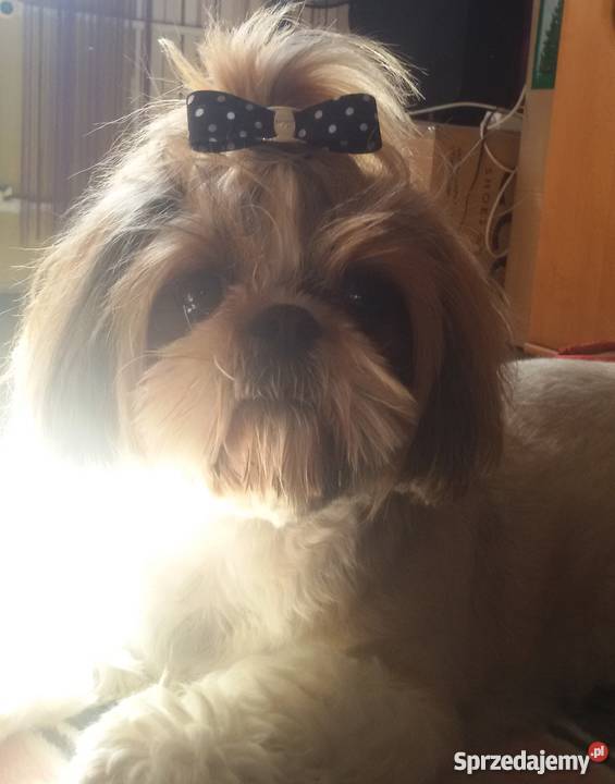 Sprzedam shih tzu