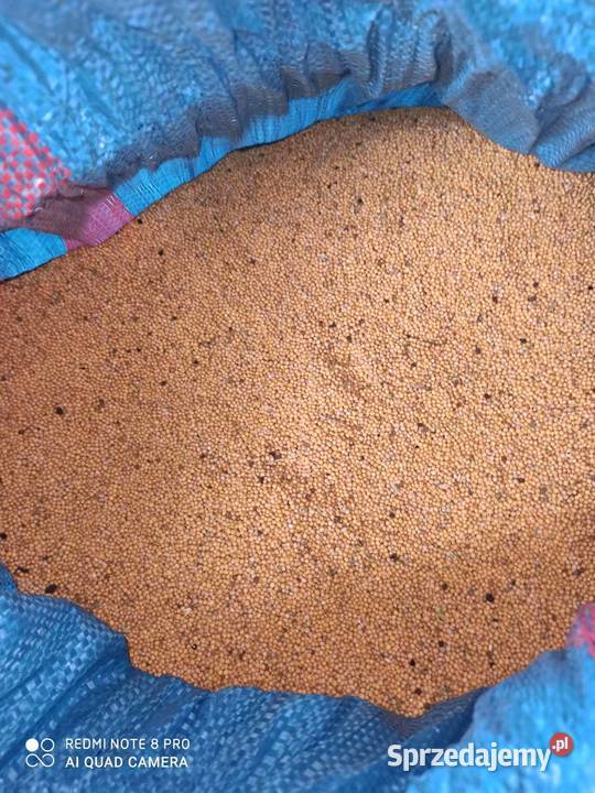 GORCZYCA Maryna zbiór 2020 czysty siew Dorohusk sprzedam