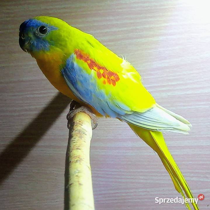 Łąkówki turkusowe żólte Łódź