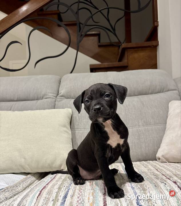 Amstaff Piesek Grodzisk Wielkopolski