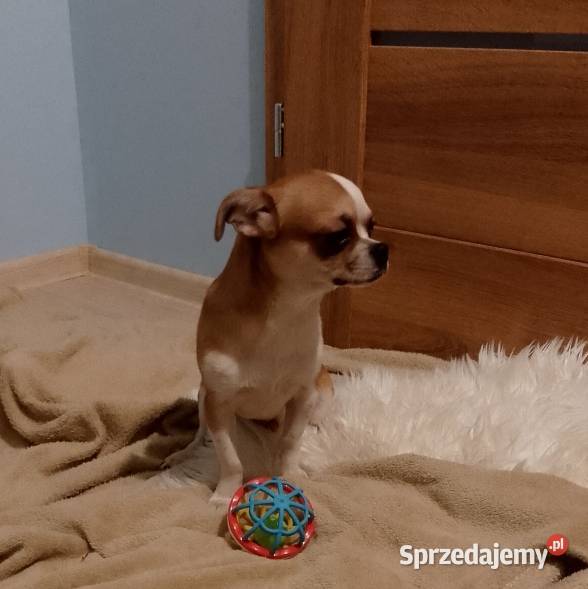 Chihuahua chłopiec Szczucin