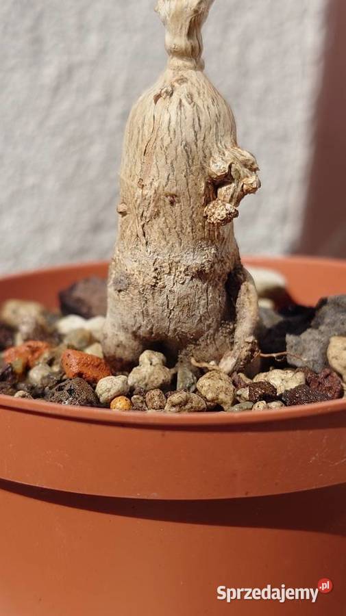 Kaudeks Delosperma bosseranum 10 lat sukulent sprzedam