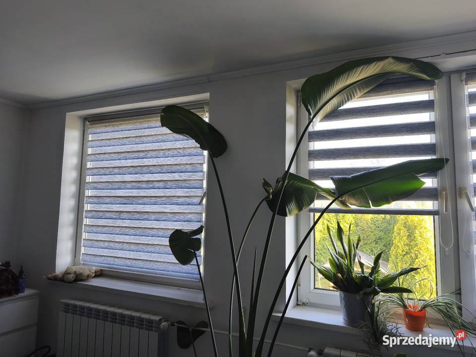 Sprzedam dwupoziomowe mieszkanie w Kosienicach z podkarpackie Kosienice sprzedam