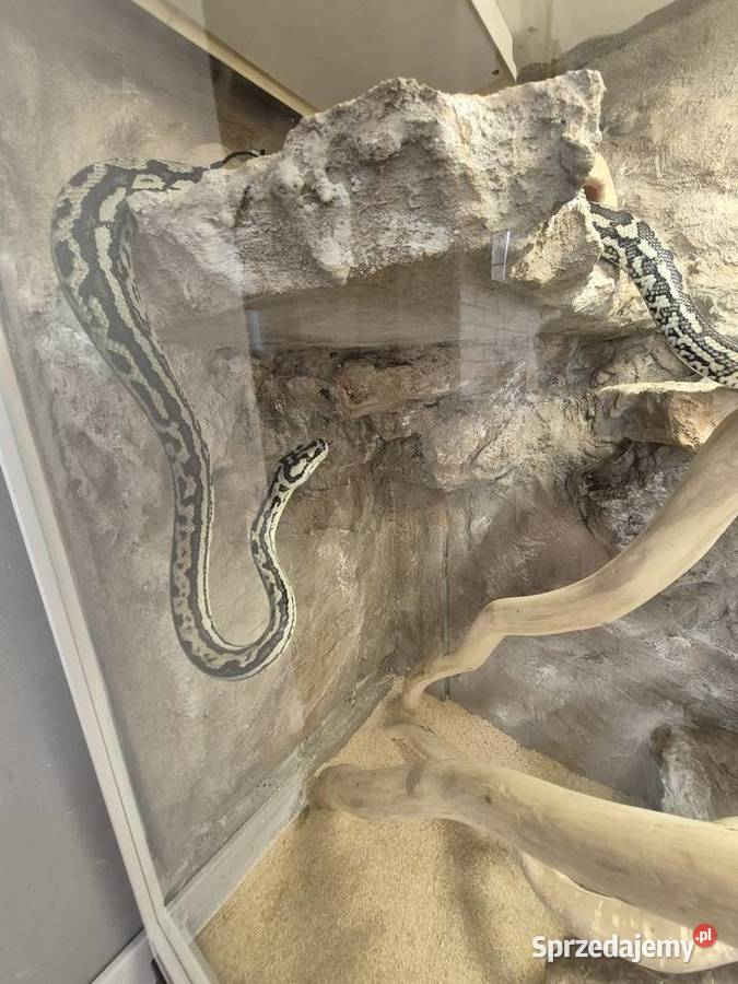 Sprzedam weza razem z terrarium Poznań