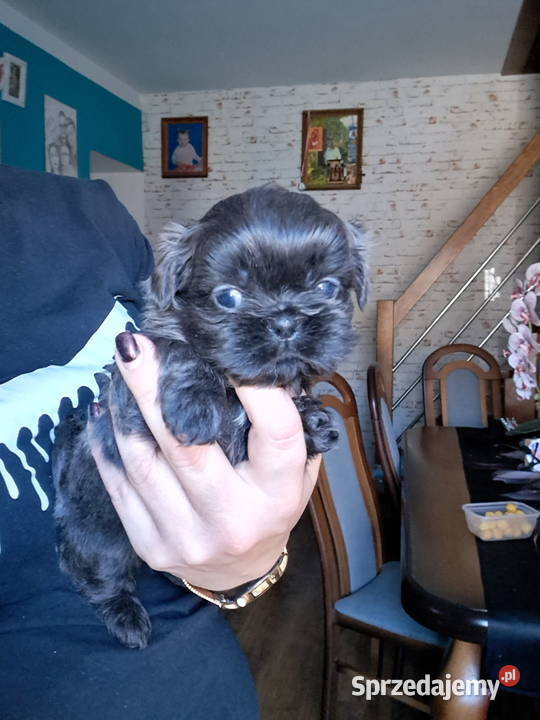 Sprzedam ShihTzu wielkopolskie Gołańcz