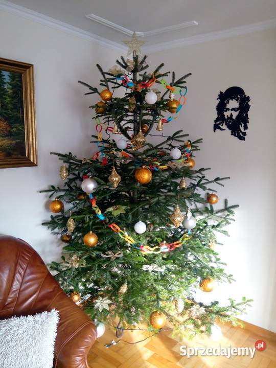 Choinka świąteczna żywa cięta w doniczkach Jasło