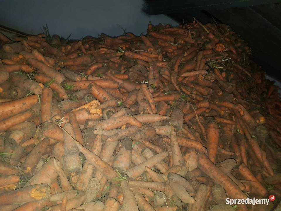 Marchew nie odpadowa paszowa jadalna bio