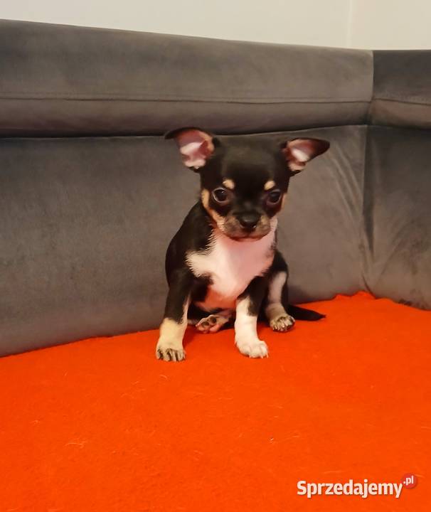 Piękny piesek chihuahua Chihuahua Płock