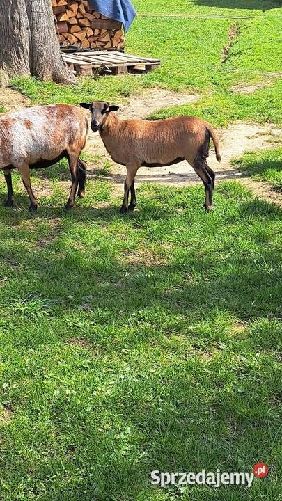 Owca kameruńska podkarpackie Niechobrz
