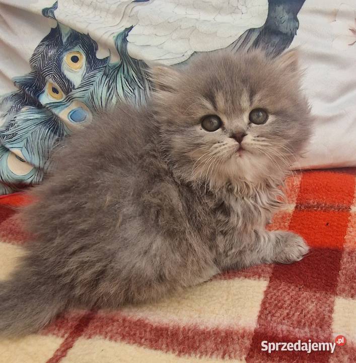 Brytyjskie kotka dlugowlosa niebieska