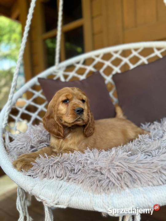 Piękny złoty piesek Cocker Spaniel Angielski Katowice
