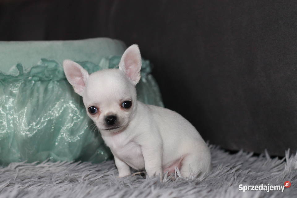 Gucci chihuahua ZKwP FCI prawdziwy rodowód