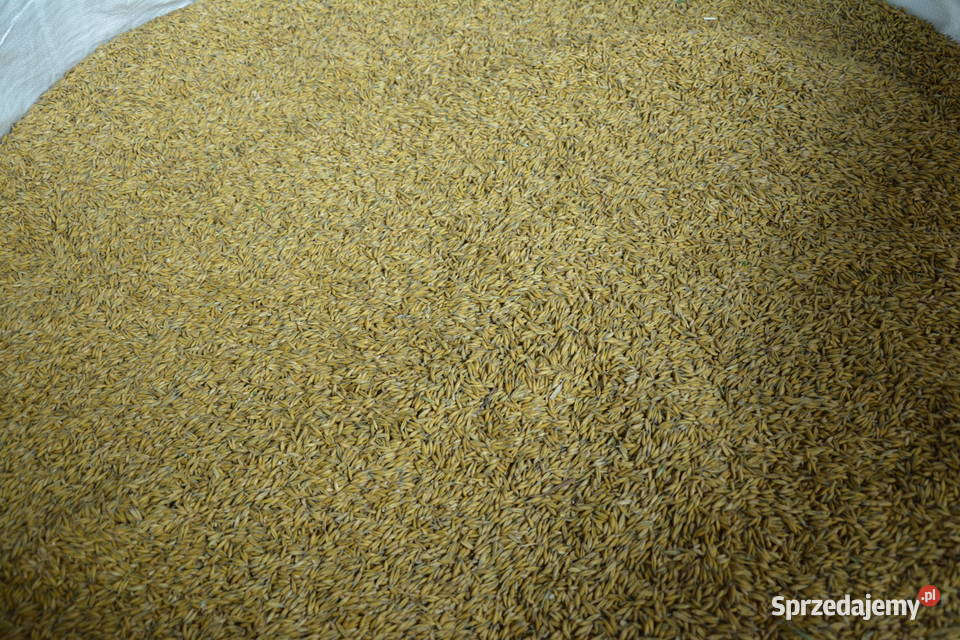 Owies Rambo Zbiór 2025 Godowa sprzedam