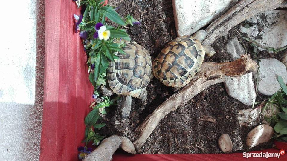 Żółwie greckie terrarium z oświetleniem Gliwice