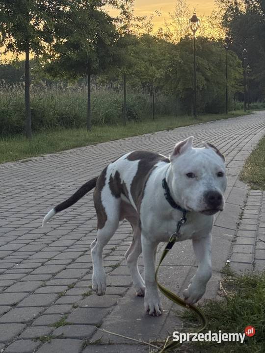 Sprzedam 8 miesięcznego Amstaffa Świebodzin sprzedam
