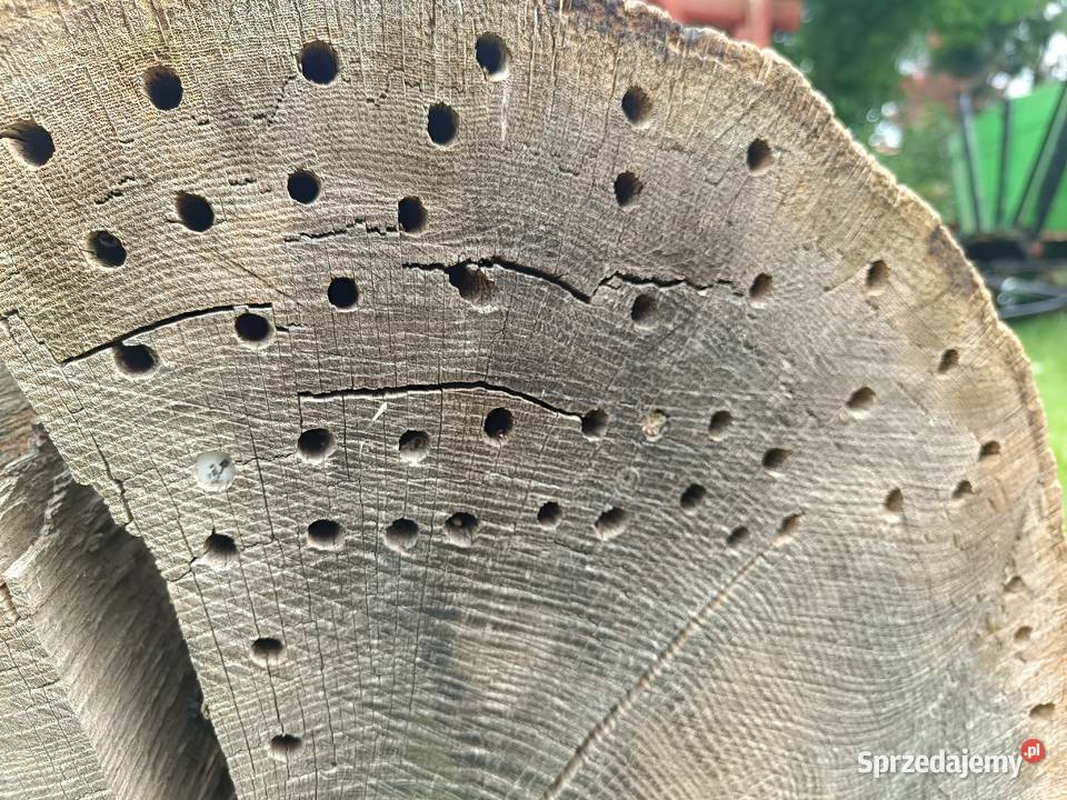 Donica koryto dolnośląskie Udanin