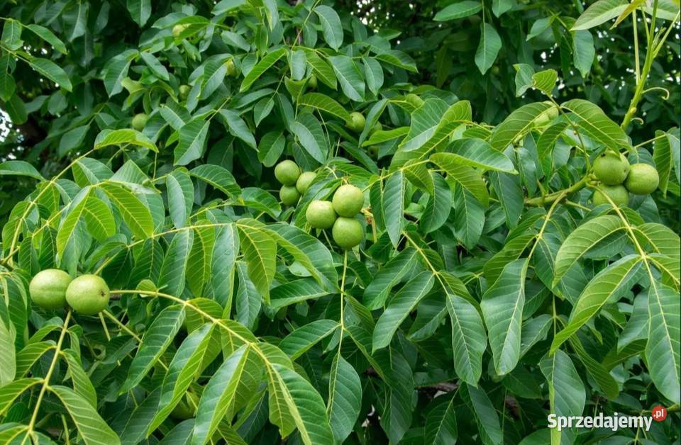 Orzechy włoskie zielone ekologiczne Baćkowice