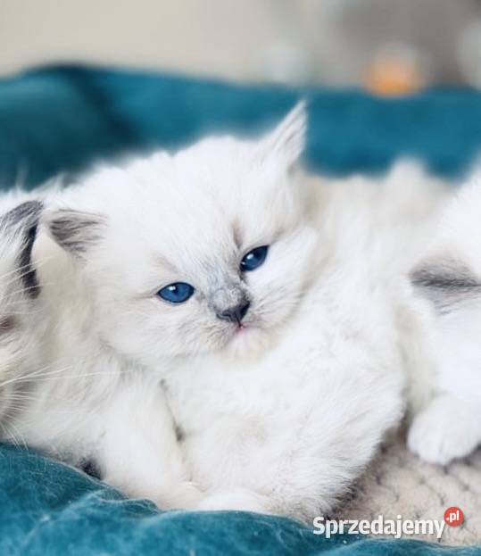 Kocurek ragdoll Kalisz