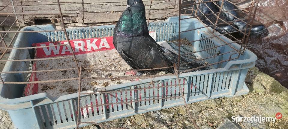 Gołębie mikolajewskie Tokarówka